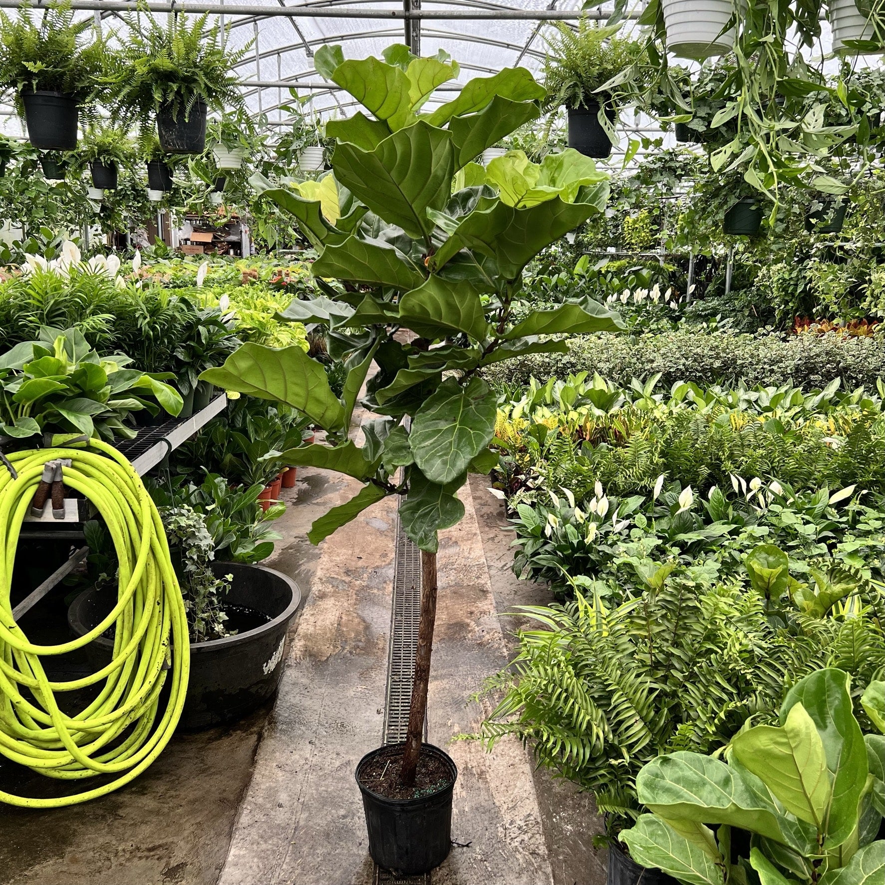 fiddle leaf fig 10 inch Fiddle Leaf Fig Lyrata