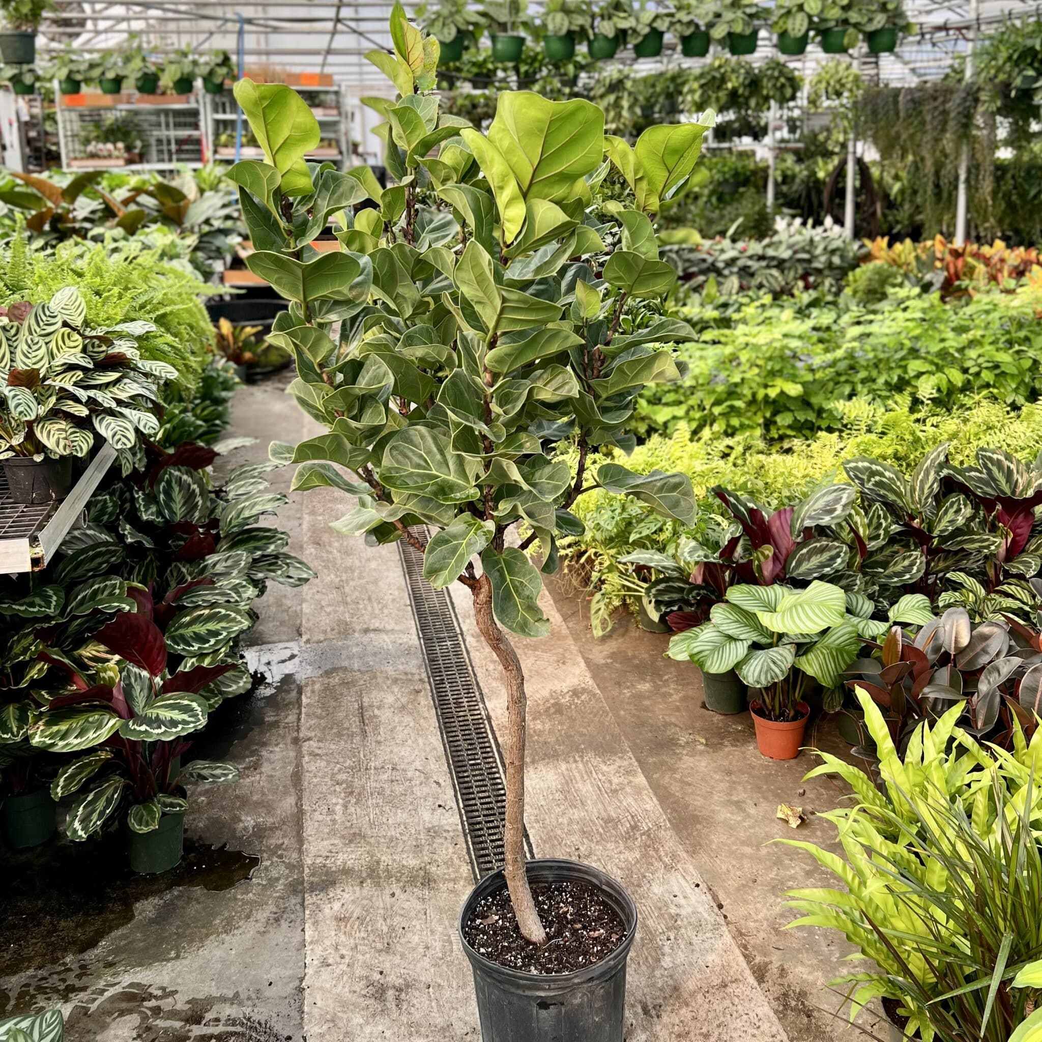 little leaf fiddle leaf fig Fiddle Fig Little Leaf