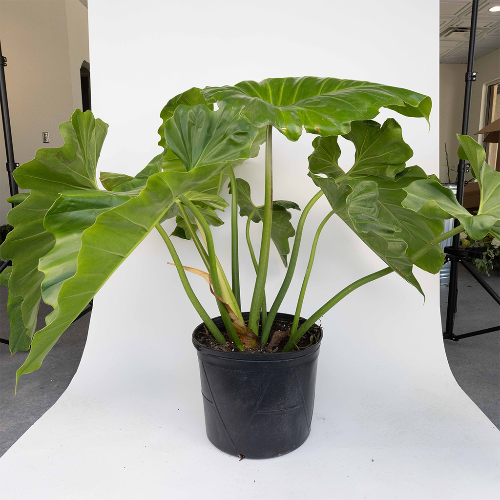 giganteum philodendron price Philodendron Giganteum