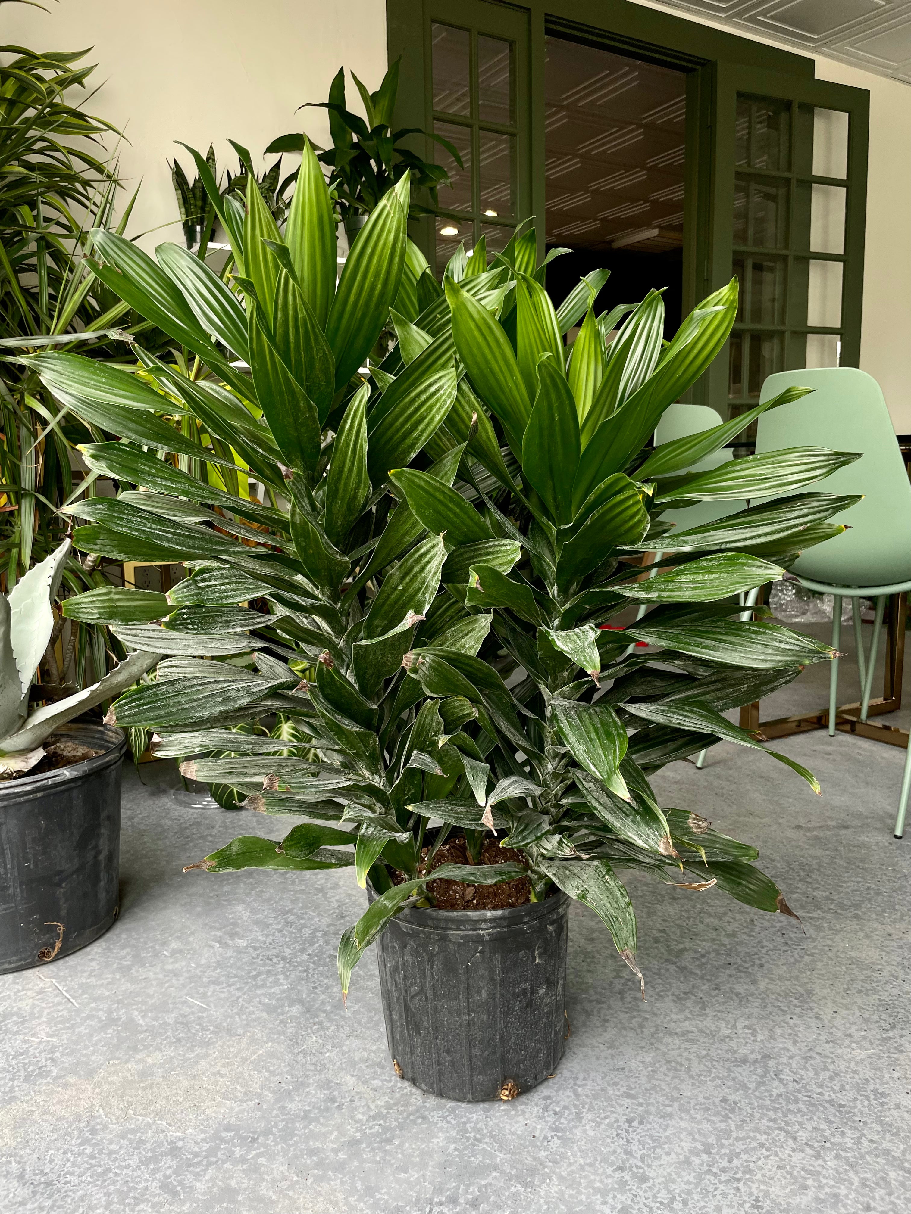 art dracaena Dracaena Art