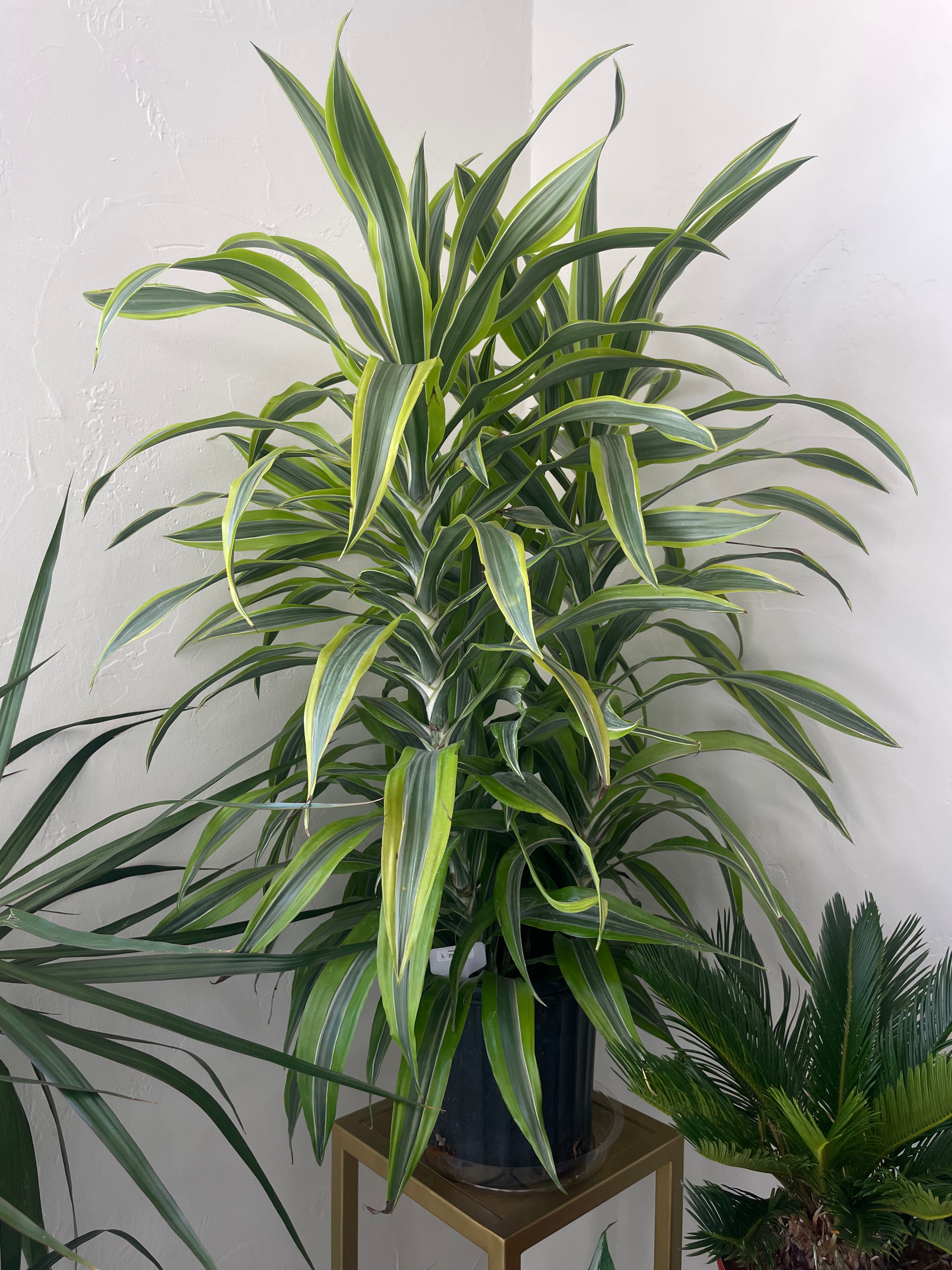 lemon lime warneckii dracaena Dracaena Warneckii Lemon Lime – Hazelwood