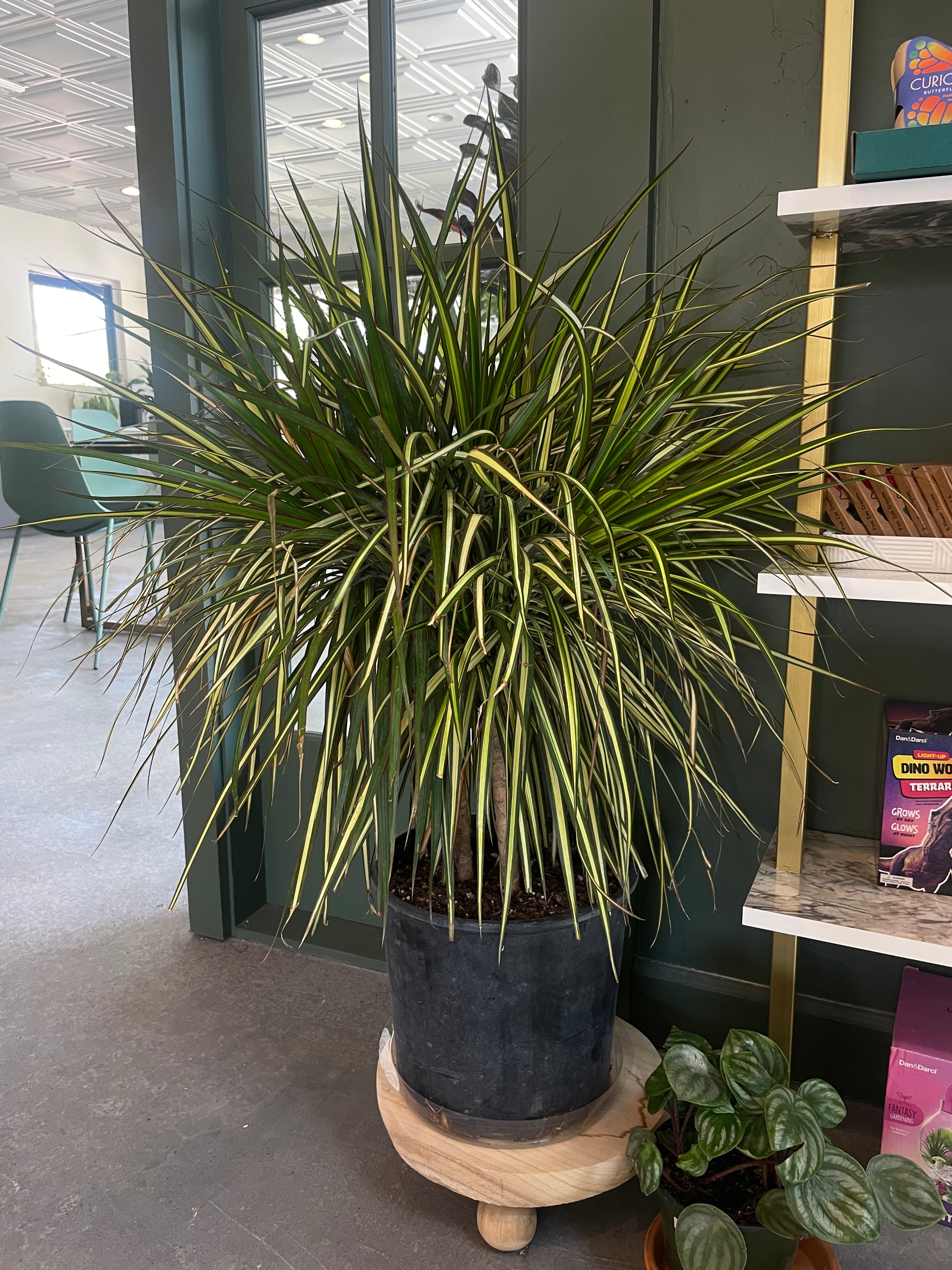 dracaena marginata 'kiwi Dracaena Marginata Kiwi