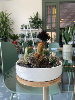 Open image in slideshow, Cacti Arrangement
